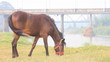 Brown horse feeding on grass .