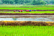 Rice field terraces ,Thailand