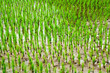 Rice field terraces ,Thailand