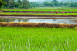 Rice field terraces ,Thailand
