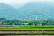 Rice field terraces ,Thailand