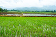 Rice field terraces ,Thailand