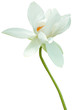 Photo: lotus blanc sur fond blanc lotus blanc sur fond blanc