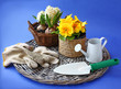 Yellow primrose and hyacinth, and garden tools on a blue backgro