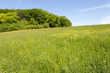 Campagne et pré fleuri