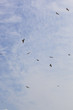 Black_Kite21