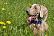 Weimaraner Jagdhund