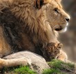 Lions