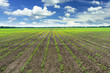 Corn field