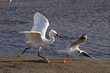 Egret in action