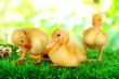 Photo: Cute ducklings with drinking bowl Cute ducklings with drinking bowl