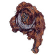 Orangutan