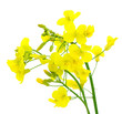 Blüten
