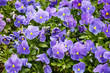 Beautiful Purple Pansies