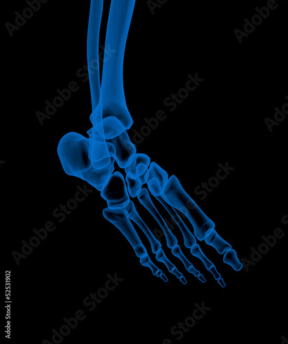 Illustration: Ankle Ankle