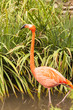 American Flamingo