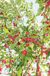 Photo: Crabapple Crabapple