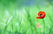 Red poppy (Papaver rhoeas) with out of focus  field