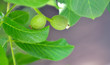 Green walnuts