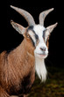 Foto: Ziege 3 Ziege 3