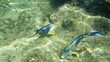 Red Sea underwater