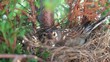 Small Common Linnet bird laying eggs in the nest