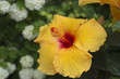 Photo: Hibiscus Hibiscus