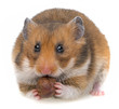 hamster eating a nut isolated on a white background