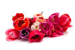 Photo: bunch of red and pink tulips over white bunch of red and pink tulips over white