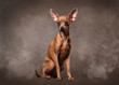 Russian toy terrier puppy in fog on dark brown background