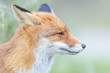 Red Fox