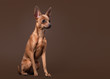 Russian toy terrier puppy on dark brown background