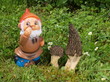 Gartenzwerg mit echten Spitzmorcheln