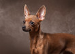 Russian toy terrier puppy in fog on dark brown background