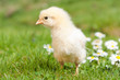 Easter chick