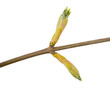 bud maple