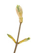 buds  maple
