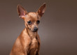 Russian toy terrier puppy on dark brown background