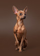 Russian toy terrier puppy on dark brown background