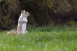 Cute squirrel
