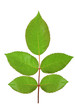 Rose branch