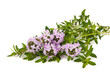 savory flowers