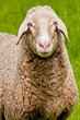 Foto: Schaf 2 Schaf 2