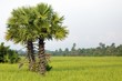 Palm tree and rice