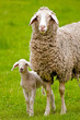 Foto: Schafe Schafe