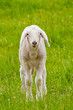 Foto: Lamm Lamm