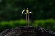 Young plant new life.(mango tree)
