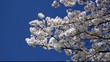 桜と青空
