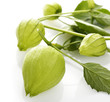 Photo: Tomatillo Tomatillo