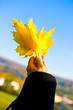 Photo: autumn foliage autumn foliage